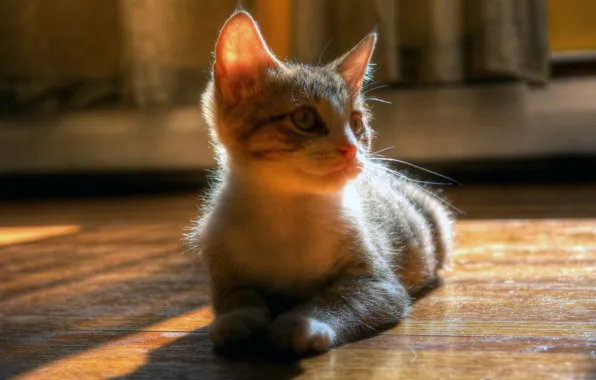Кошка, свет, блики, котенок, комната, мордочка, пол, лежит