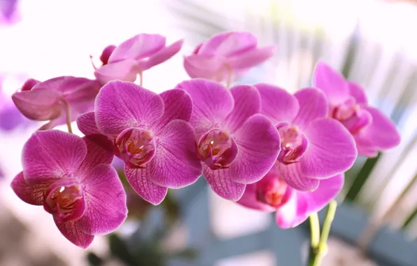 Лепестки, цветение, фиолетовая, орхидея, цветки