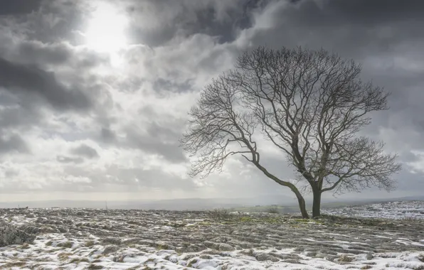 Картинка поле, снег, тучи, дерево