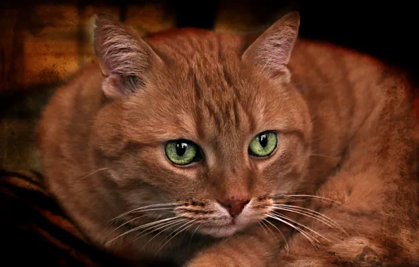Кот, взгляд, текстура, мордочка, зелёные глаза, рыжий кот, котофей