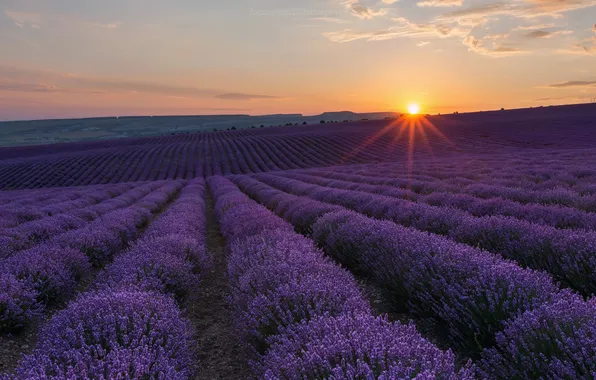 Sunset, lavender, violet