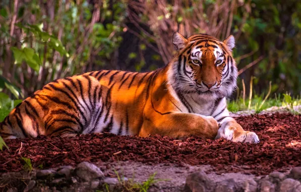 Картинка тигр, дикая кошка, красавец