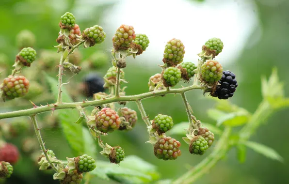 Fruit, plant, twig