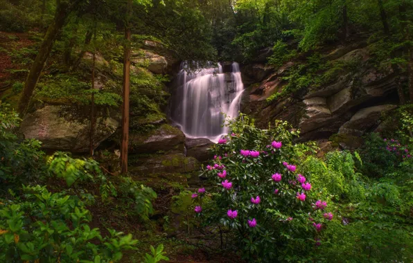 Картинка лес, деревья, скалы, водопад, North Carolina, Северная Каролина, рододендроны, Этова
