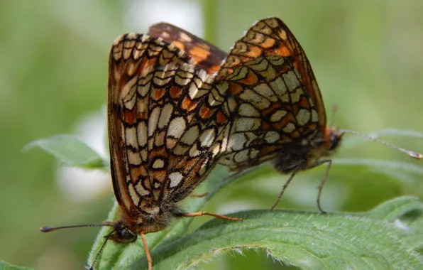 Картинка макро, бабочка, крылья, насекомое