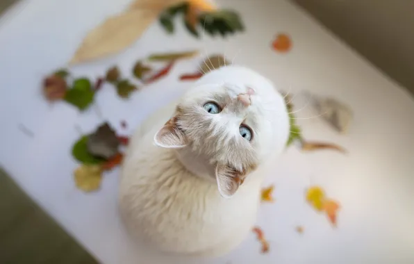 Кошка, кот, взгляд, белая, голубые глаза, ракурс, смотрит вверх, гербарий