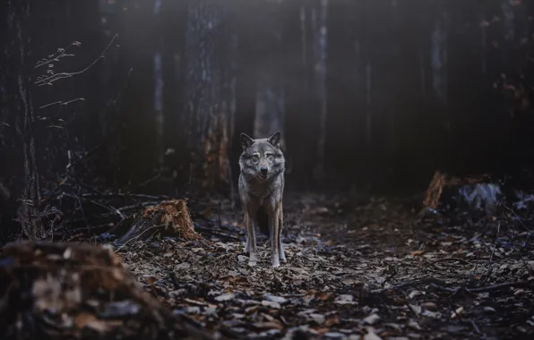 Картинка лес, волк, хищник