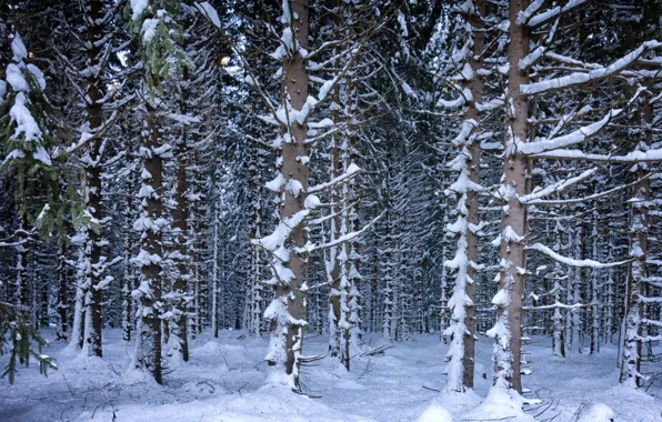 Зима, лес, снег