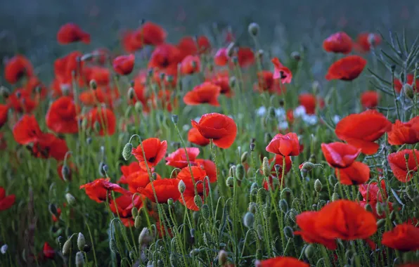 Картинка поле, лето, цветы, красный, мак, маки, луг, много