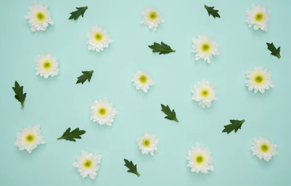 Цветы, flowers, petals, decoration, green leaf