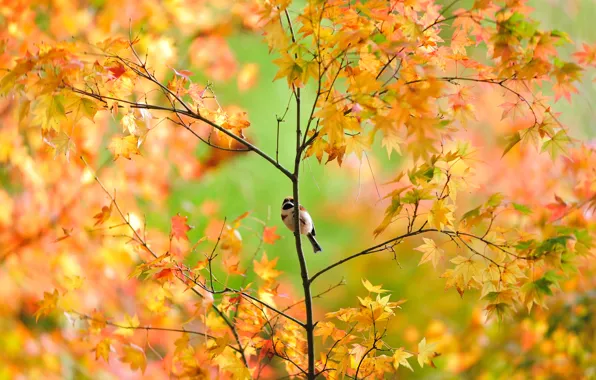 Картинка осень, дерево, листва, воробей, клён, птичка, японский