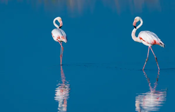 Картинка вода, птицы, отражение, две, фламинго, голубая