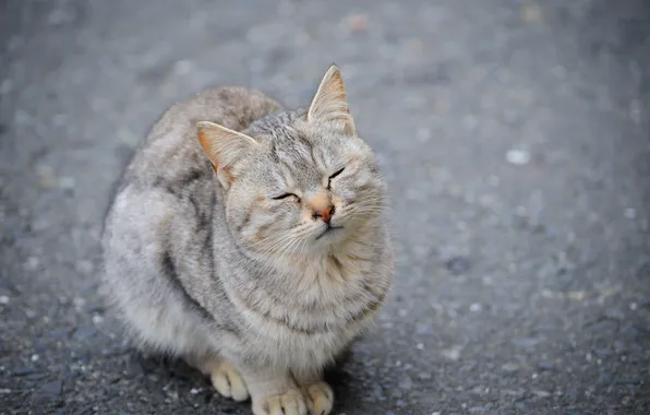 Кошка, кот, асфальт, зажмурилась