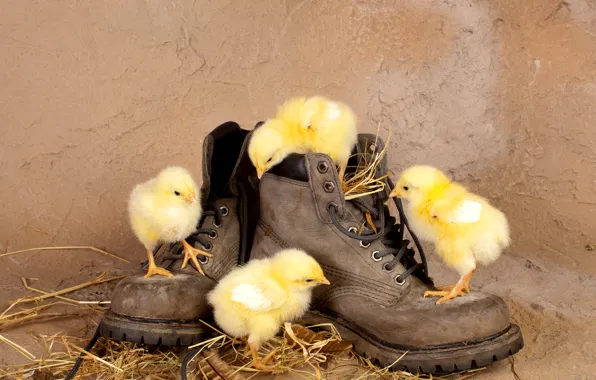 Цыплята, ботинки, солома, птенцы, любопытство