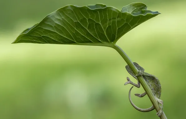 Картинка листья, природа, ящерица