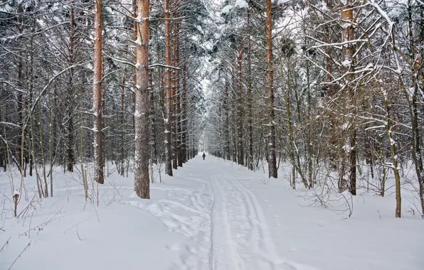 Картинка зима, лес, снег, природа, сосны, Пейзаж