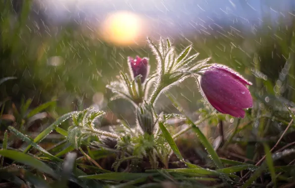 Картинка трава, вода, капли, макро, природа, дождь, весна, первоцвет