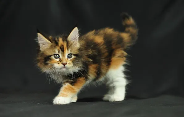 Кошка, котёнок, тёмный фон