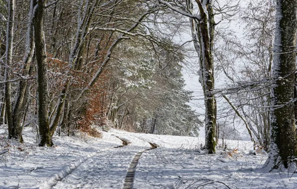 Картинка зима, лес, снег