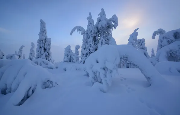 Зима, снег, деревья, следы, сугробы, Финляндия, Лапландия