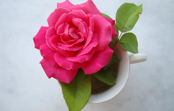 Картинка листья, фон, розовая, роза, чашка
