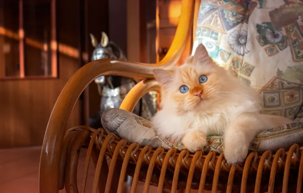 Картинка кошка, кот, отдых, кресло