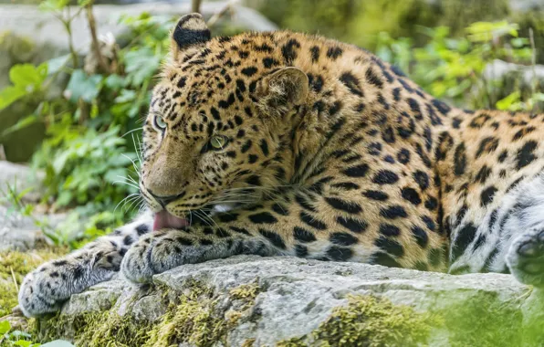 Картинка язык, кошка, камень, леопард, умывание, амурский, ©Tambako The Jaguar