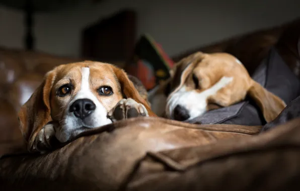 Картинка собаки, диван, спят, порода, лежат, бигль, гончие