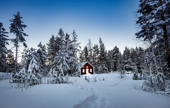 Картинка зима, лес, снег, деревья, домик, Швеция, Sweden, Storforsen Nature Reserve