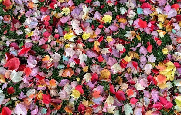 Осень, листья, природа