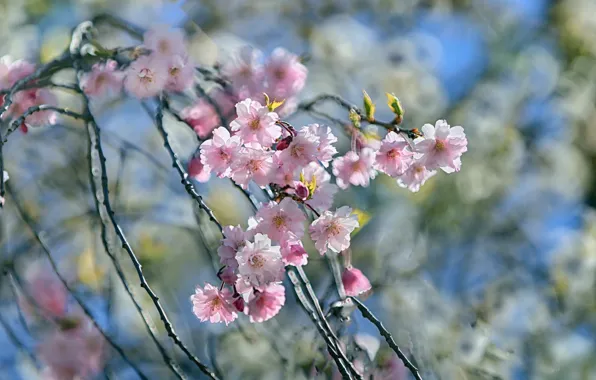 Colorful, nature, beauty, cherry blossom
