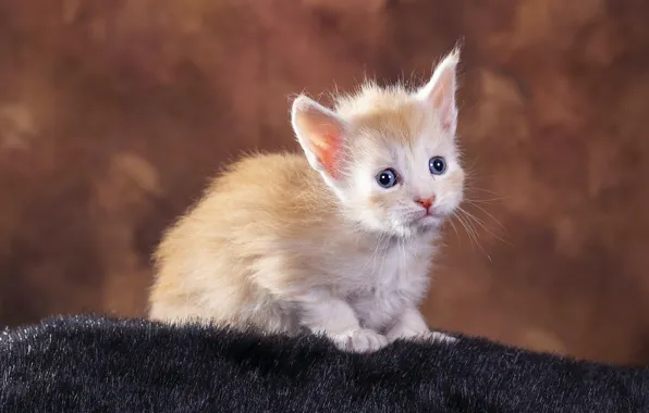 Кошка, взгляд, поза, котенок, фон, малыш, рыжий, мордочка