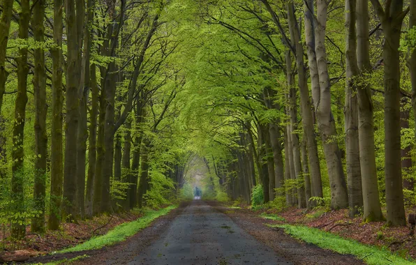 Картинка дорога, лес, деревья, парк, аллея