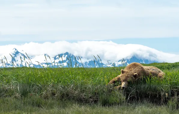 Картинка трава, горы, поза, отдых, медведь, лежит