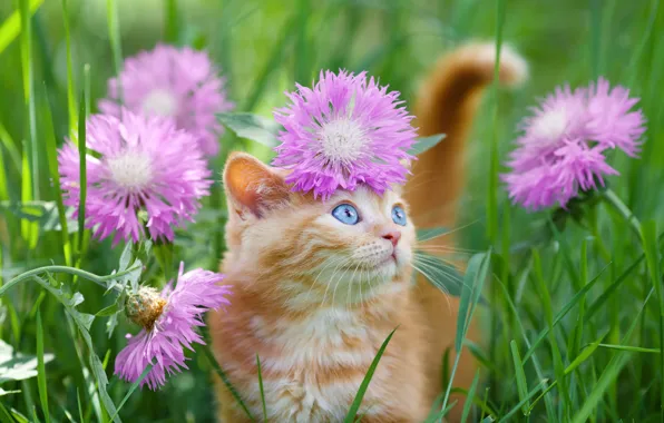 Картинка голубые глаза, в траве, рыжий котёнок