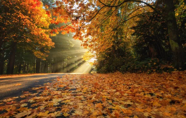 Дорога, осень, лес, листья, лучи, деревья, листва, Канада