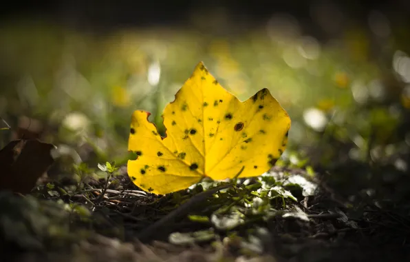 Желтый, лист, опавший, осенний