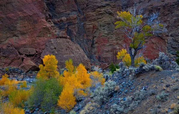 Осень, деревья, скала, гора, Юта, США, Zion National Park