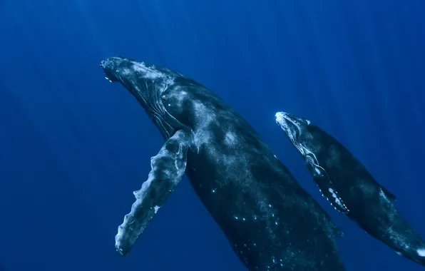 Картинка океан, киты, под водой
