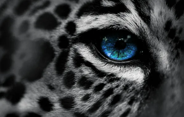 Картинка макро, глаз, леопард, leopard, eye, Eg-Art