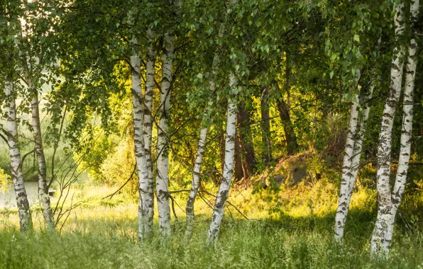 Зелень, лес, лето, солнце, свет, деревья, ветви, стволы