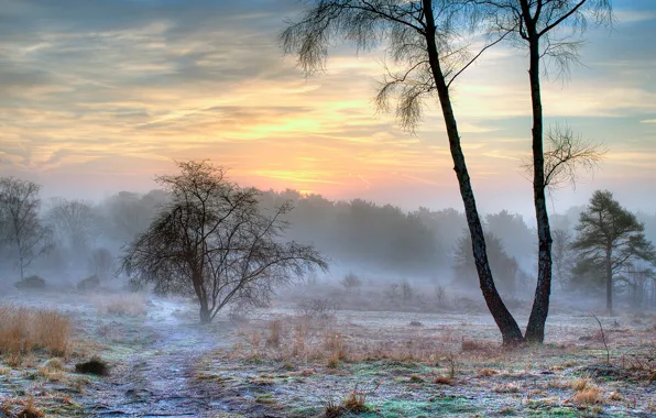 Картинка зима, иней, снег, природа, туман, утро