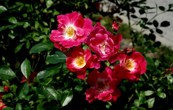 Red, flower, roses