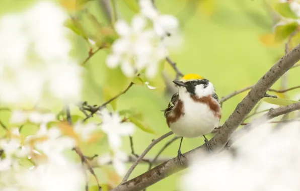 Картинка ветки, природа, птица, сад, желтошапочный лесной певун