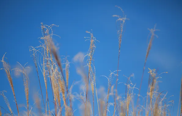 Картинка осень, небо, трава, макро, растение