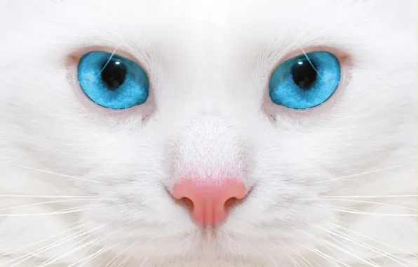 Картинка макро, котенок, kitten, close up, микро-, micro, beautiful white cat, большие голубые глаза