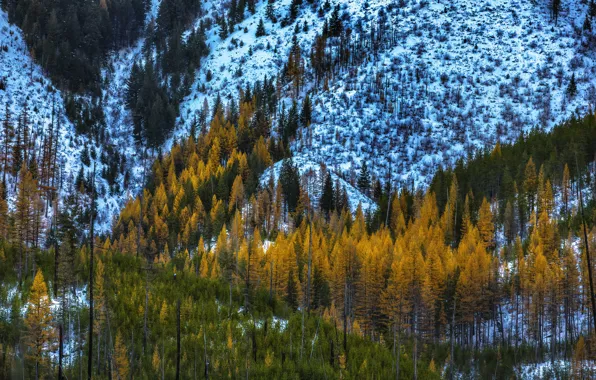 Зима, осень, лес, снег, деревья, горы, природа, склон