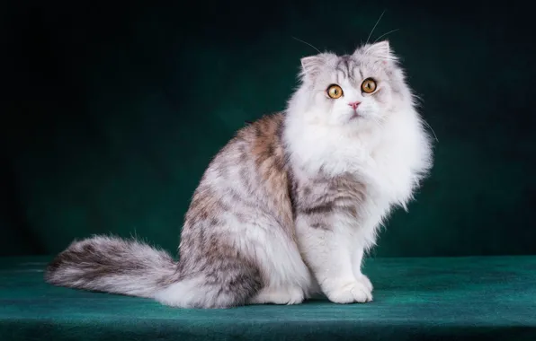 Кошка, кот, взгляд, морда, поза, темный фон, лапы, сидит