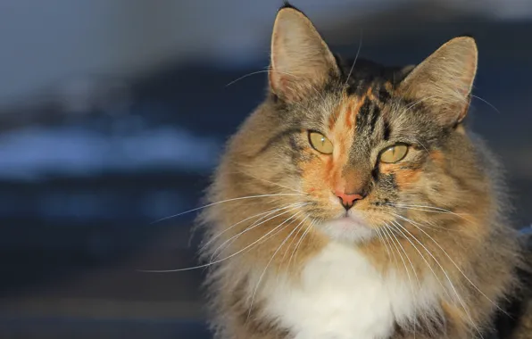 Кошка, кот, усы, взгляд, портрет, мордочка, Норвежская лесная кошка