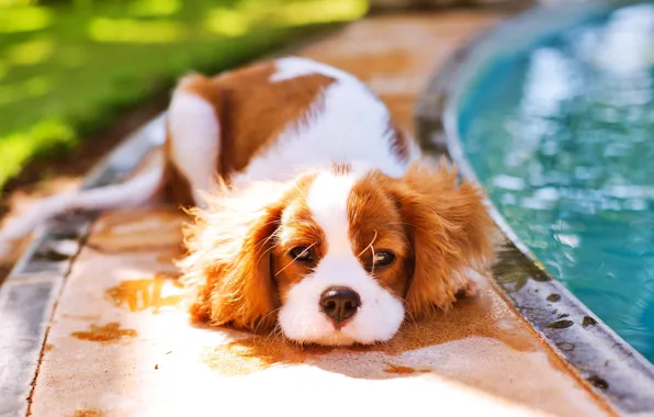 Животные, фон, обои, собака, wallpaper, картинка, animals, dog